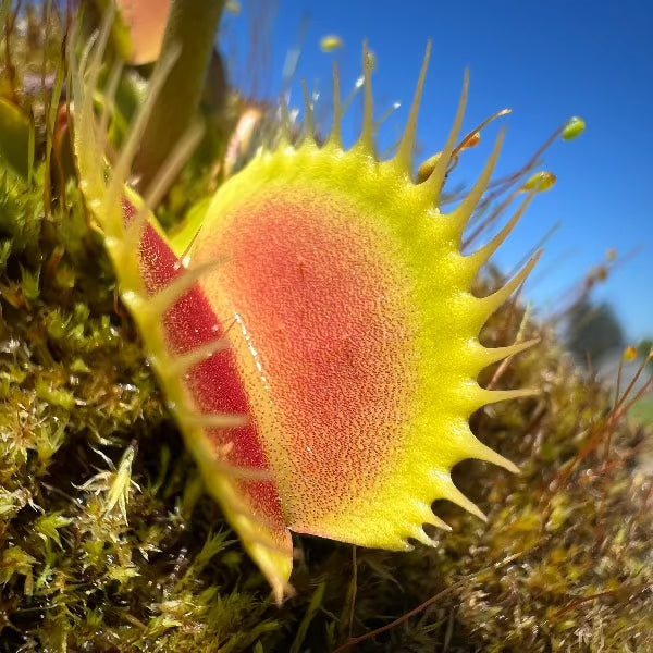 Dionaea venus flytrap Mr Knightley