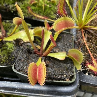 Dionaea venus flytrap dente selfed
