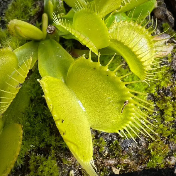Dionaea Burbanks Best Venus Flytrap