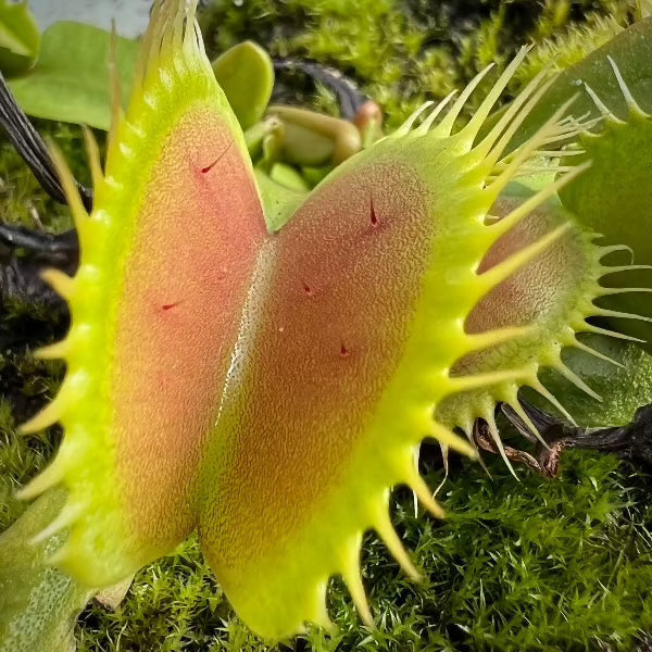 Dionaea Australian Red Rosetted