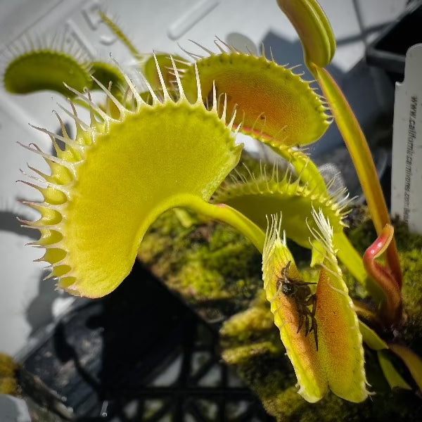 Dionaea Creeping Death