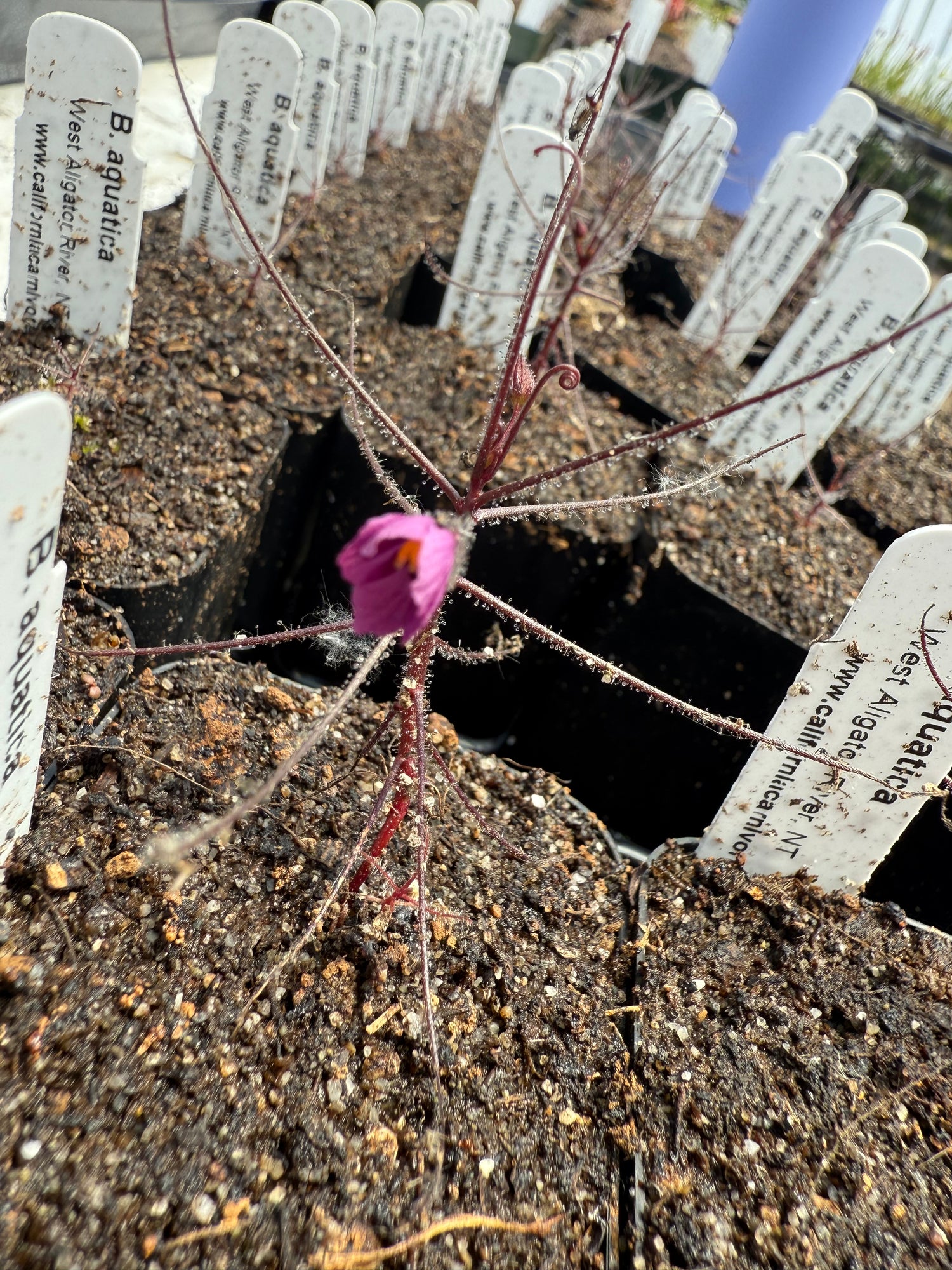 Seed Pack Byblis aquatica “West Alligator River, NT” (10 seeds/pack)