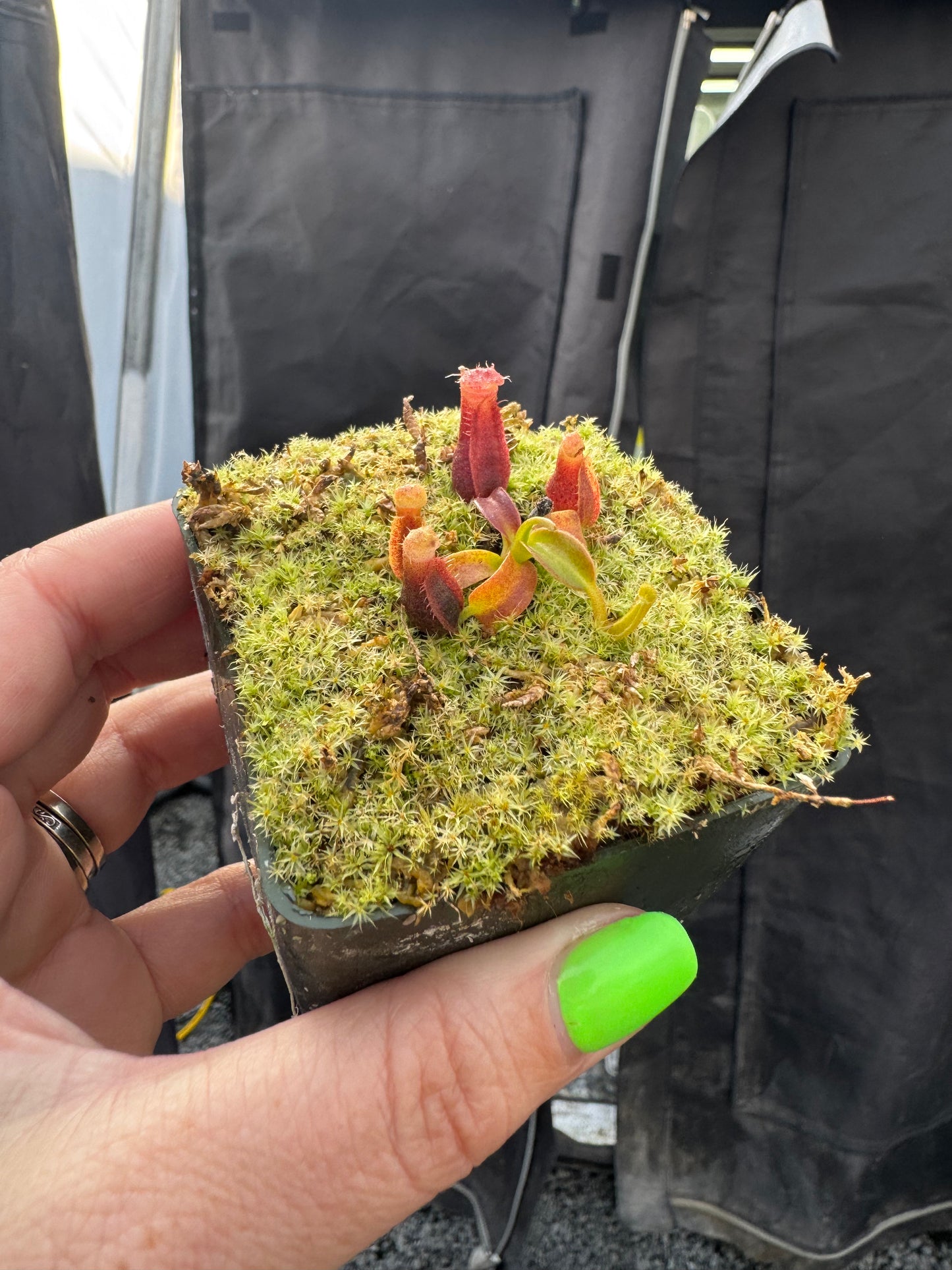 Nepenthes spathulata x edwardsiana “Giant” CalCarn Seed-Grown Potted