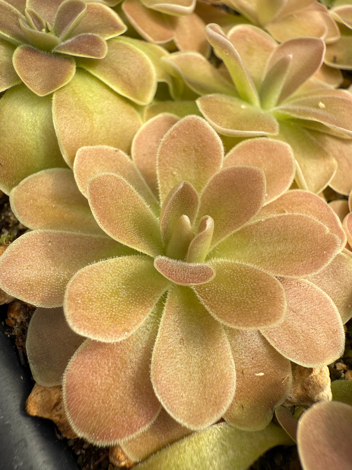 Pinguicula ehlersiae x gigantea “red” BARE ROOT