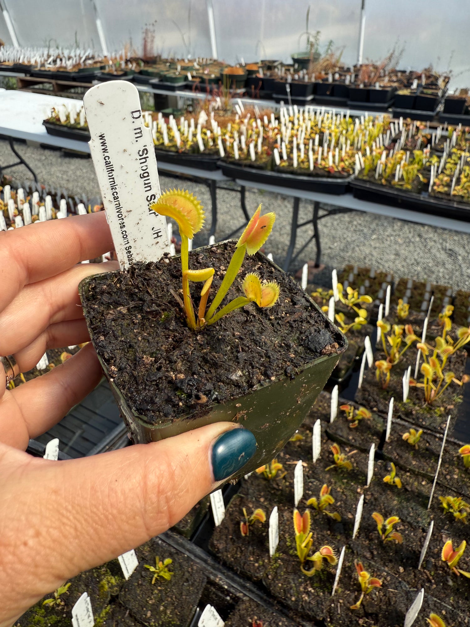 Dionaea m. 'Shogun Star' JH Potted