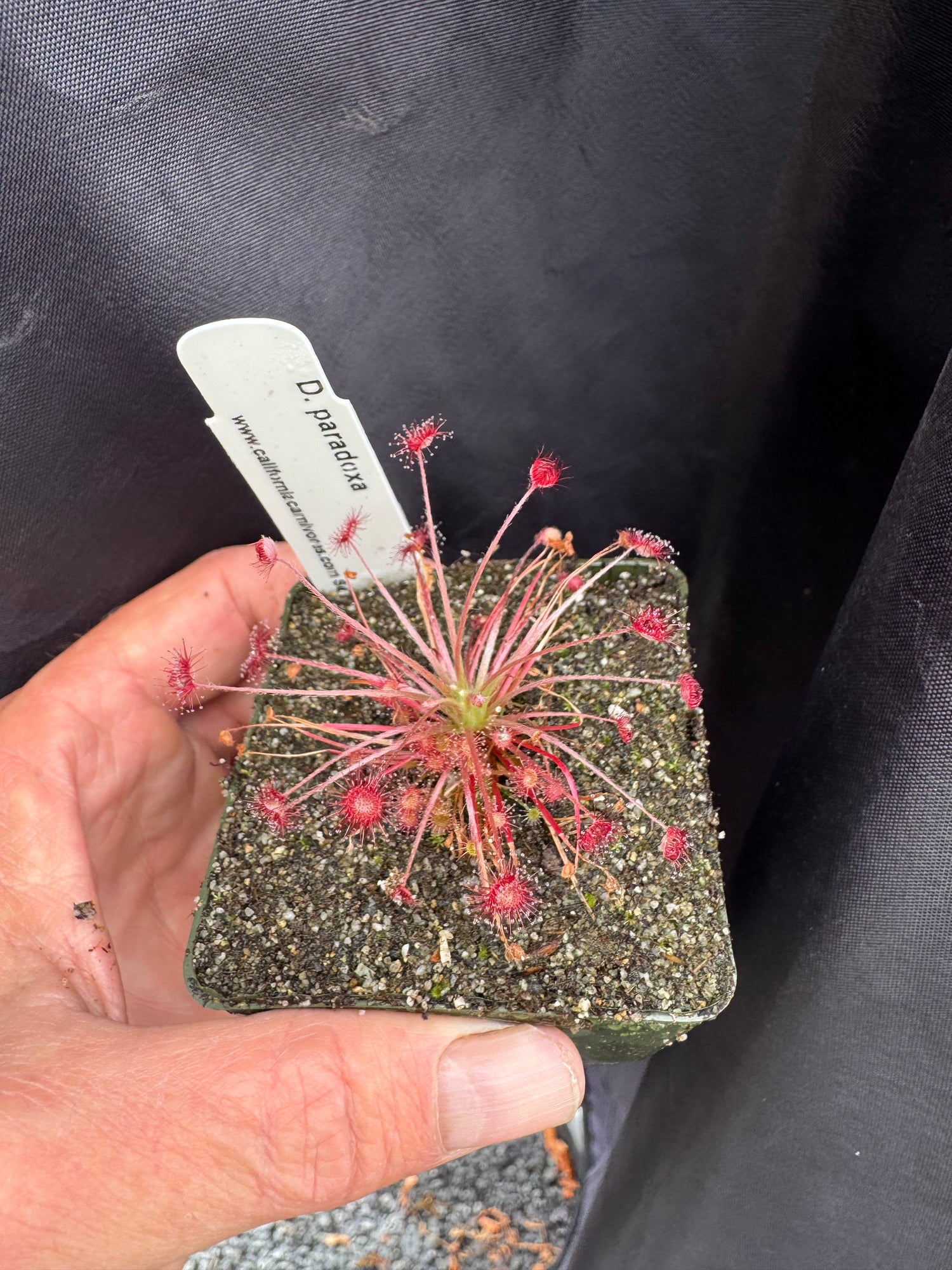 Drosera paradoxa Potted