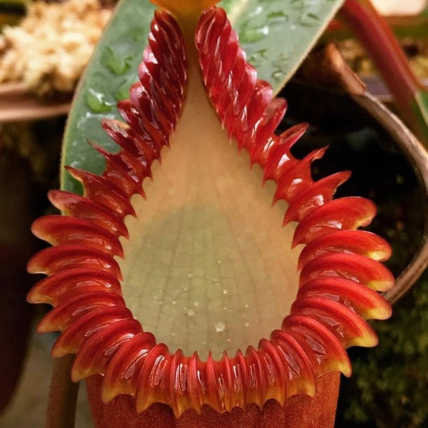 Nepenthes ventricosa “Denver” x edwardsiana CalCarn Seed-Grown Potted