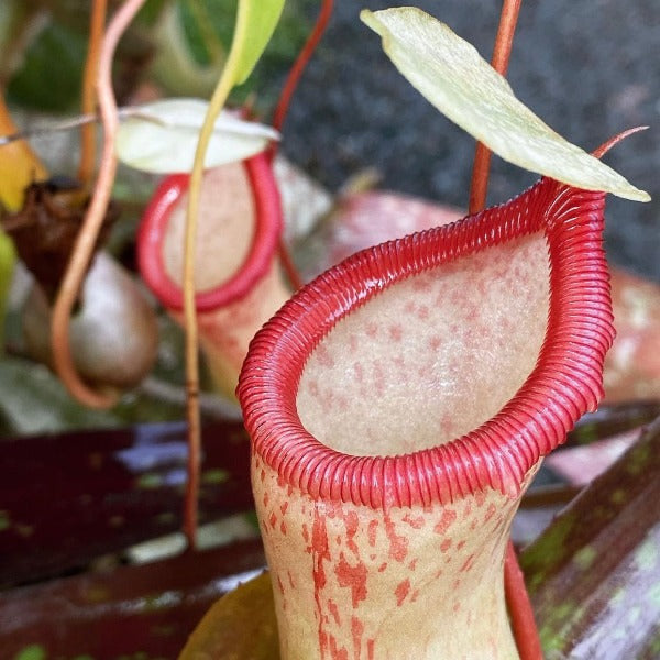 Nepenthes ventricosa “Denver” x edwardsiana CalCarn Seed-Grown Potted