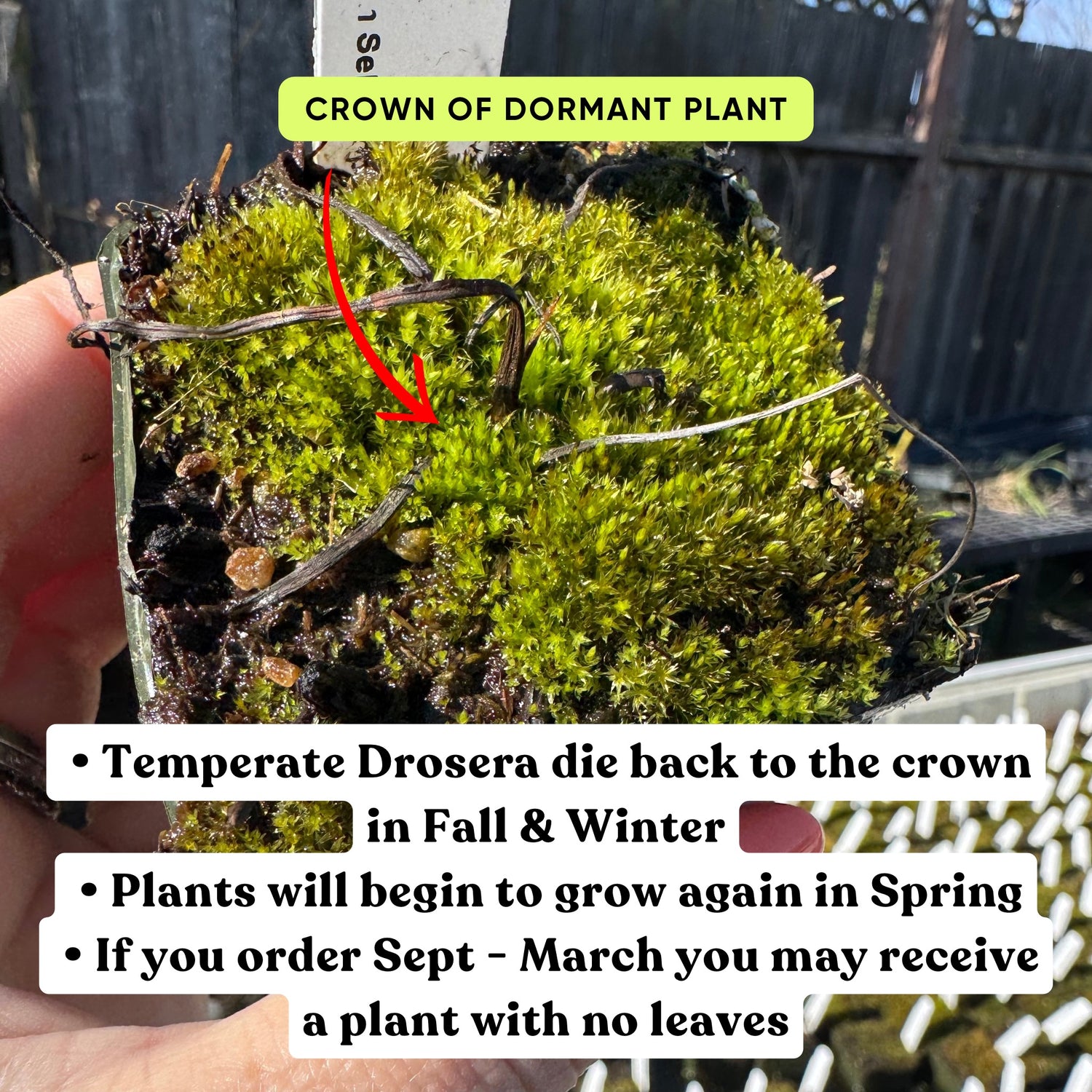 Drosera binata “Tamboon Inlet, AU” Potted