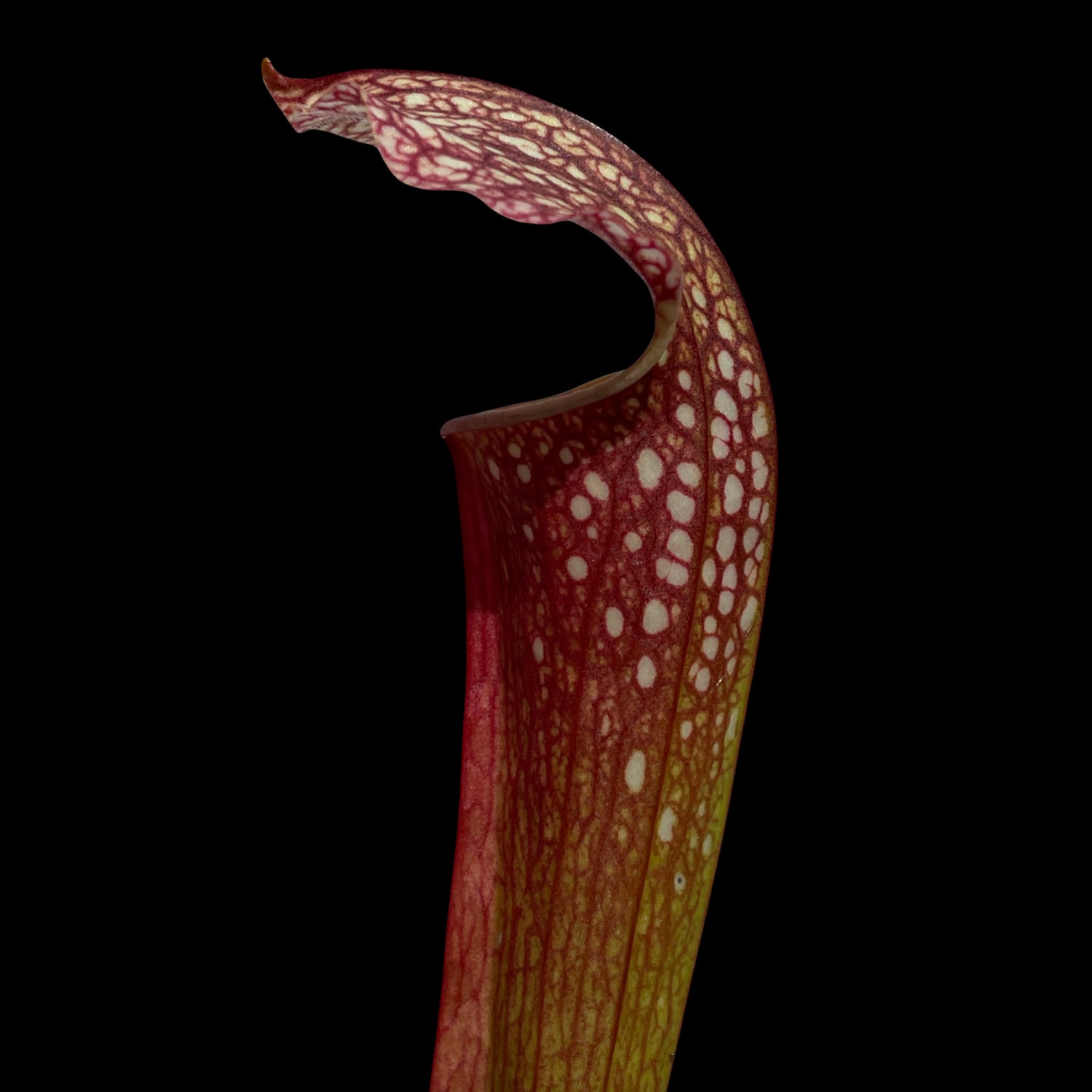 Sarracenia x excellens Potted