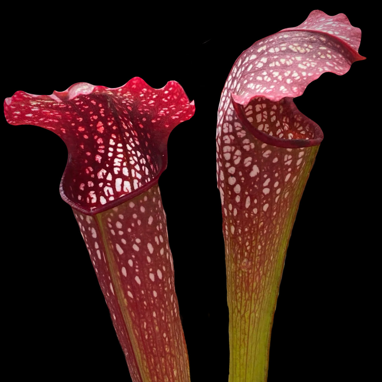 Sarracenia leucophylla “Red” x minor ‘Giant’ Old CalCarn Clone DIVISION Potted