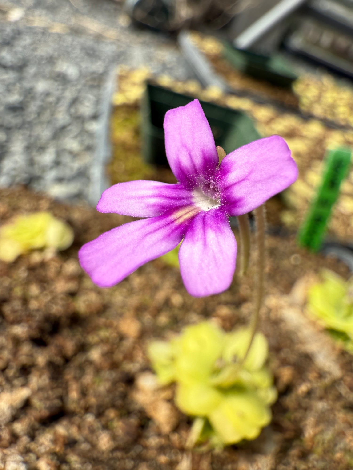 Pinguicula emarginata x sp Lautner 92/52 “Clone KA” BARE ROOT