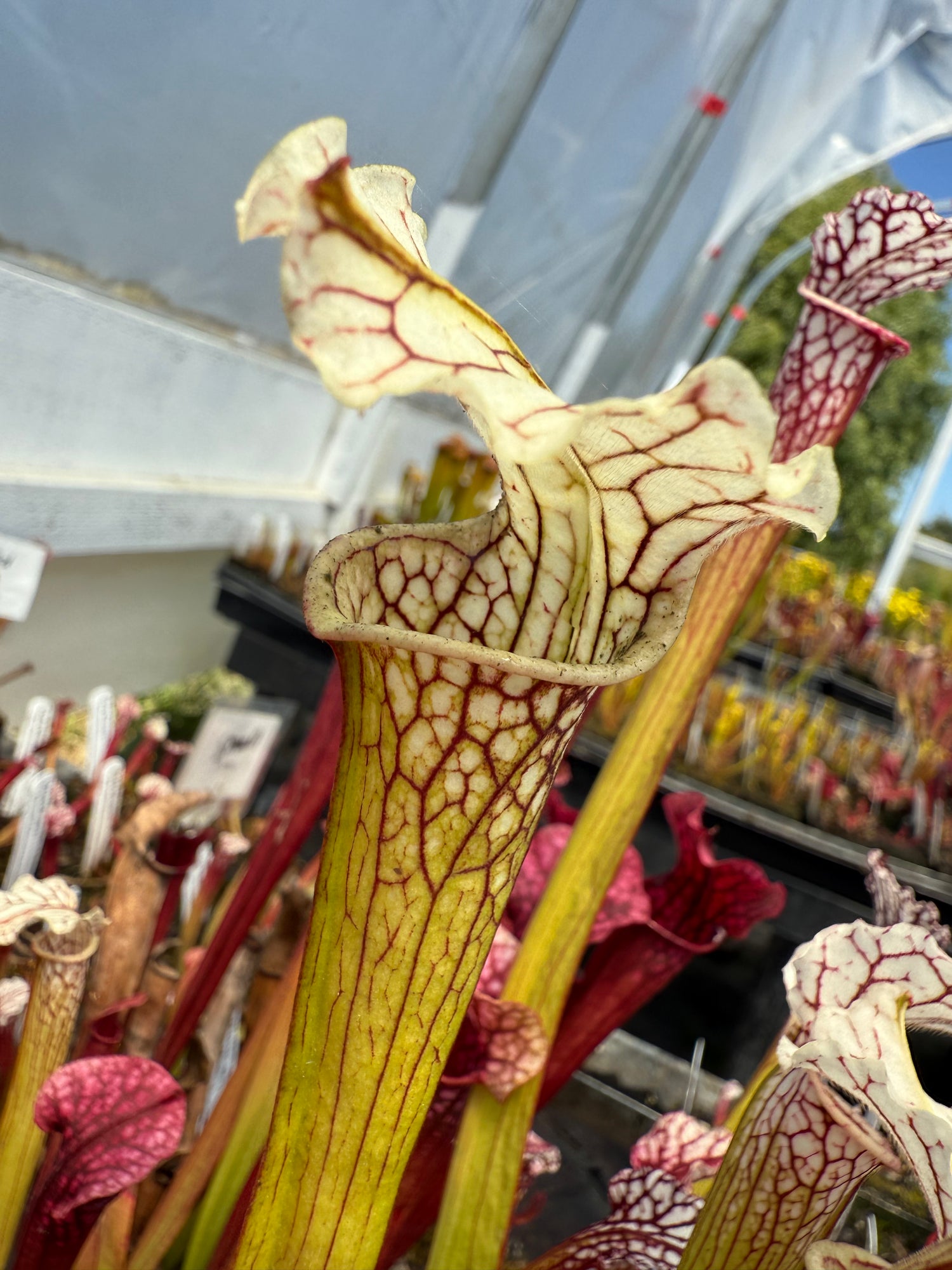 Sarracenia ( x ‘Dana’s Delight’ ) x ( x ‘Camisole’ ) Potted