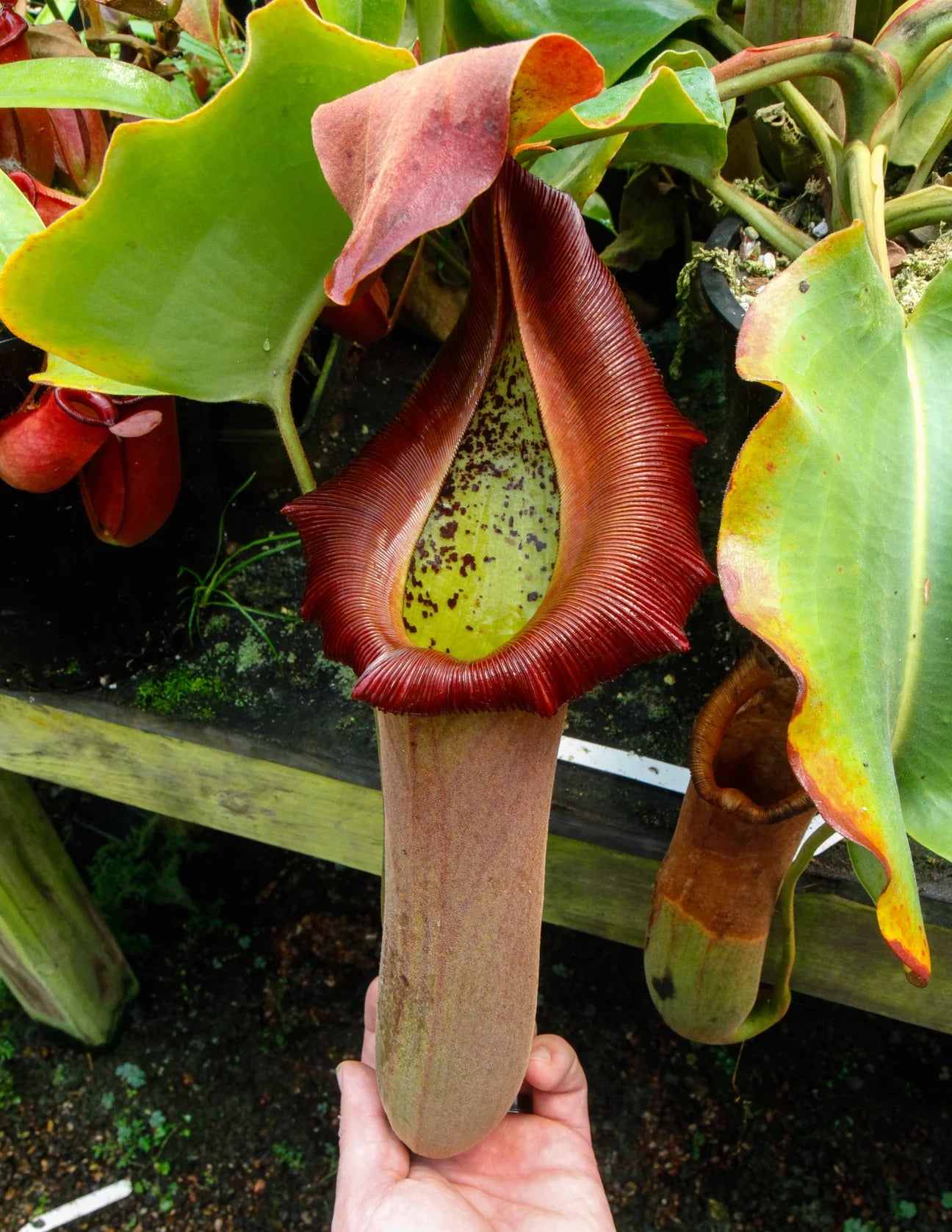 Nepenthes truncata (D) “Red Flush” x edwardsiana “giant” CalCarn TC Potted