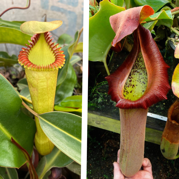 Nepenthes truncata (D) “Red Flush” x edwardsiana “giant” CalCarn TC Potted