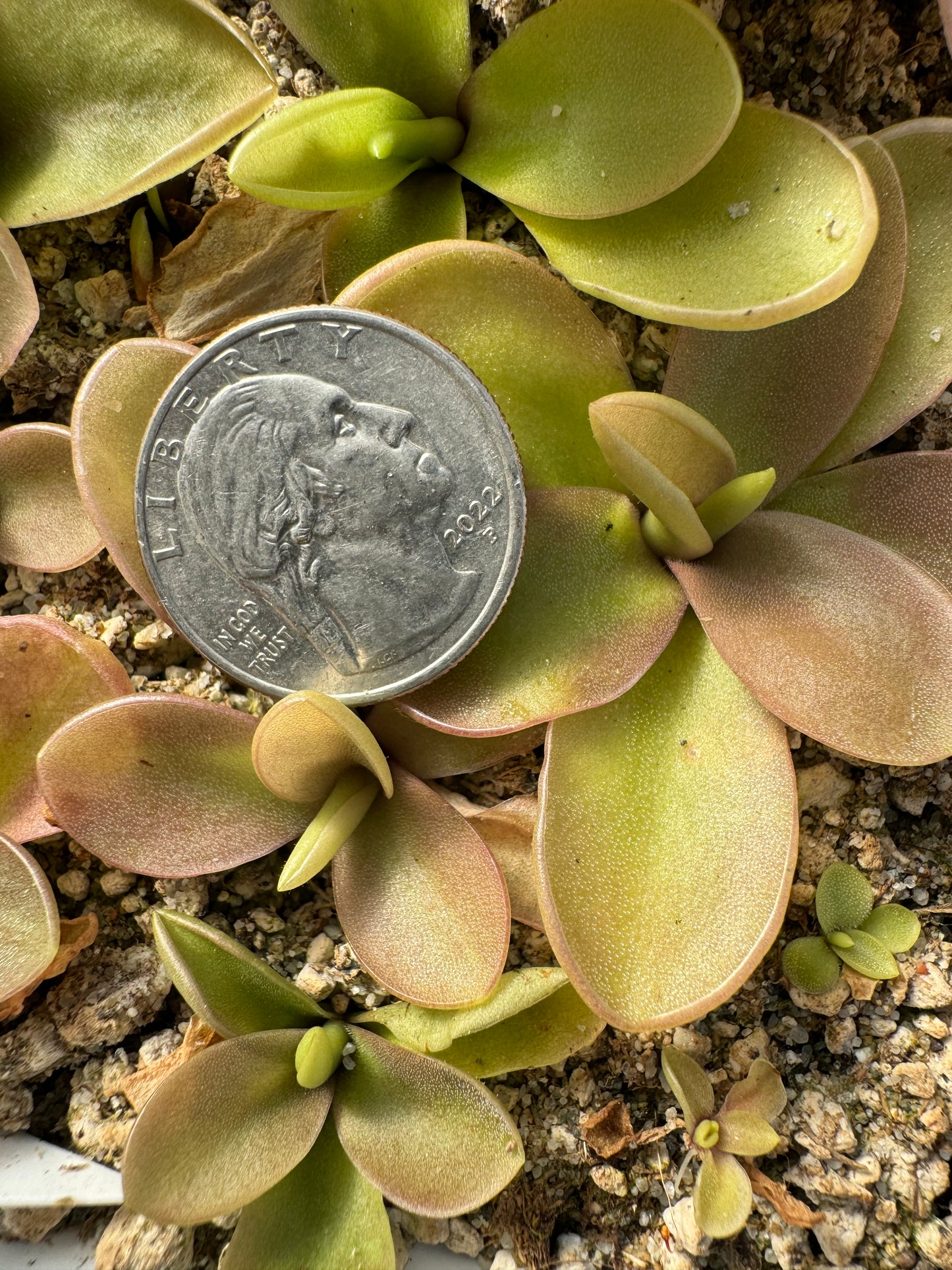 Pinguicula x “Bronze Butterfly” BARE ROOT