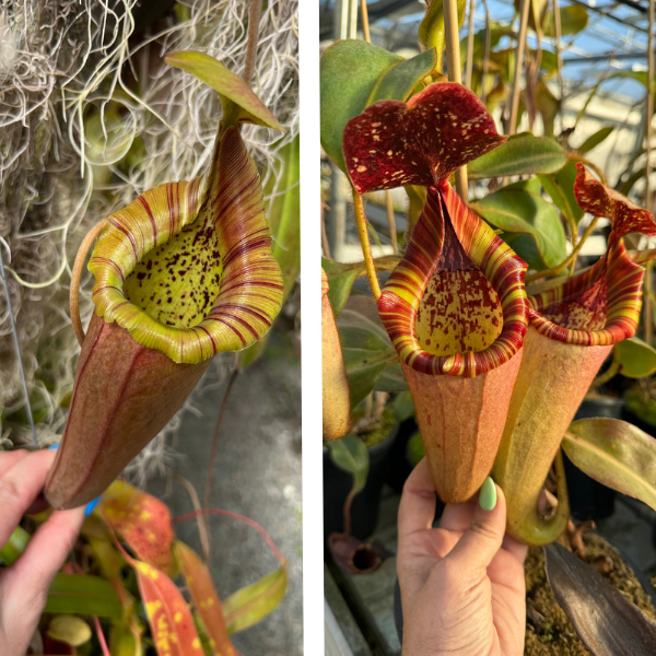 Nepenthes ( platychila x veitchii ) x ( glandulifera x veitchii ) CalCarn Seed-Grown Potted