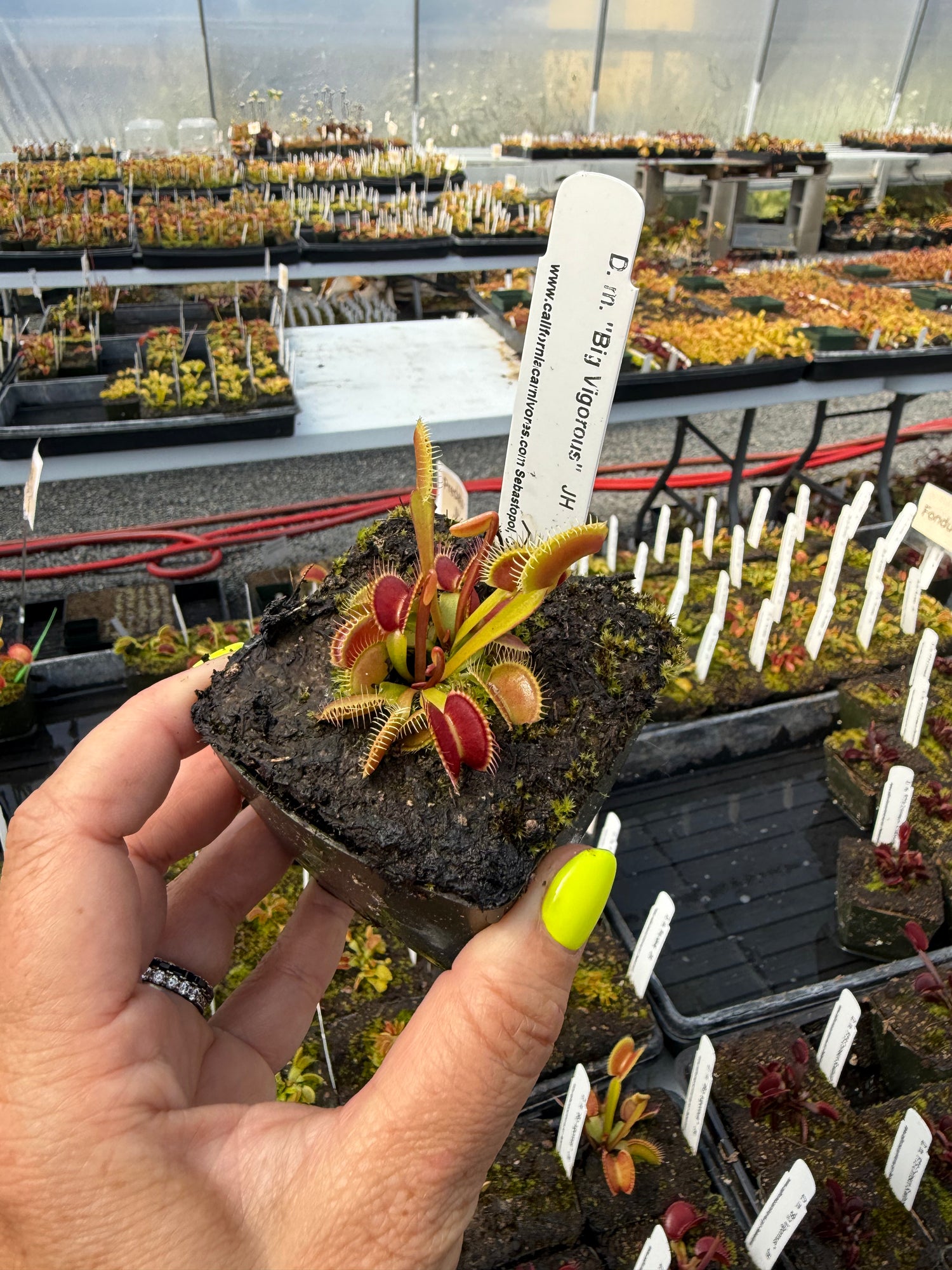 Dionaea m. “Big Vigorous” JH Potted