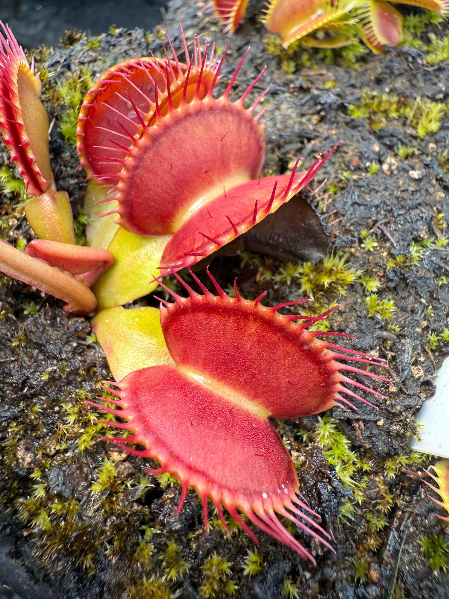 Dionaea m. “Big Vigorous” JH Potted