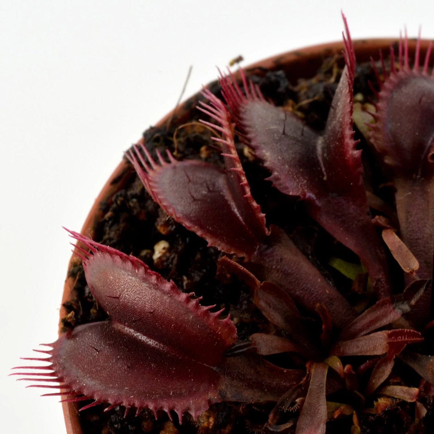 Dionaea m. “Red Fused Petiole” Potted