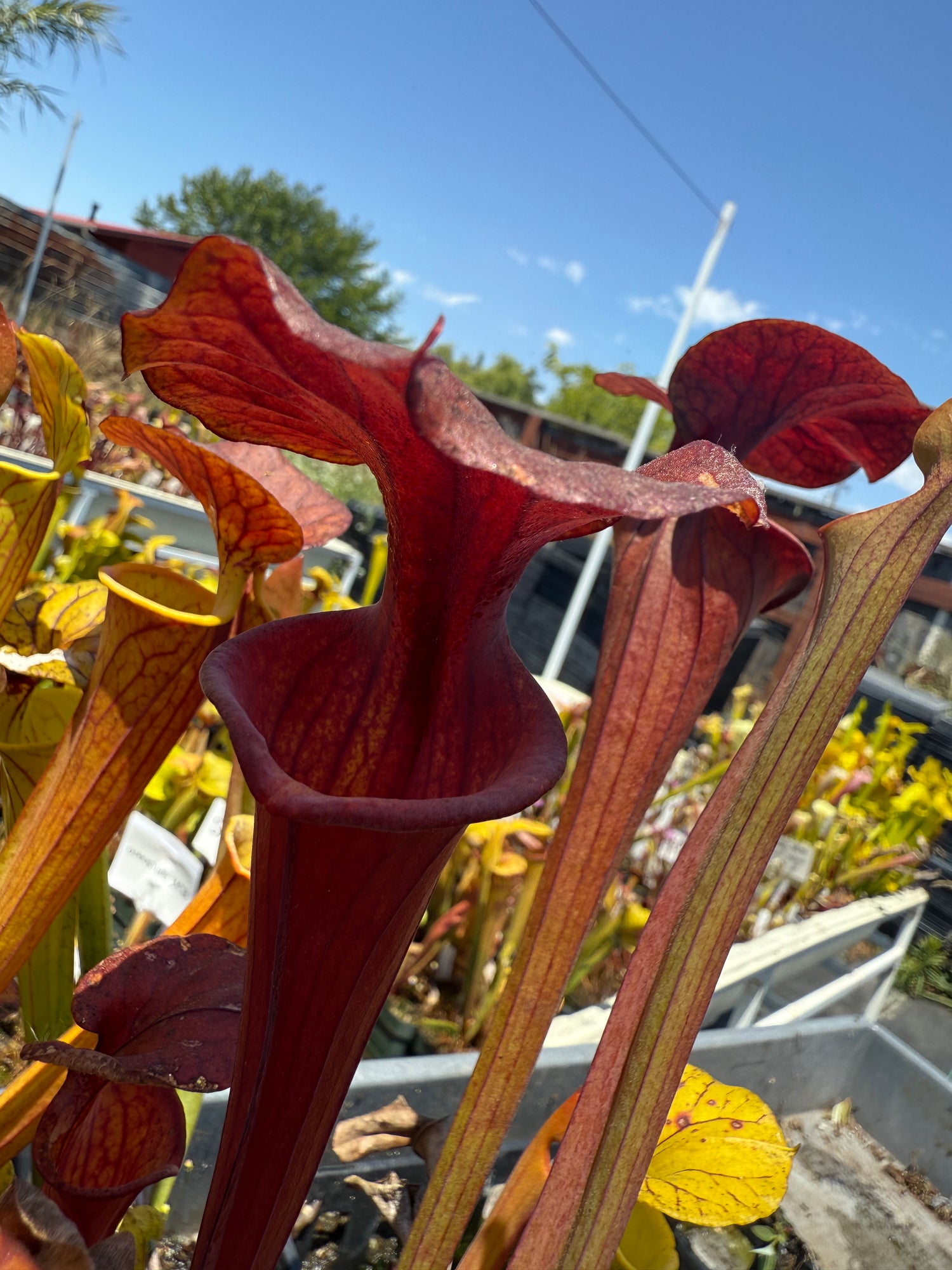 Sarracenia flava v. cuprea “Bill Hoyer” x flava v. rugelii ‘Bob Hanrahan’ Potted