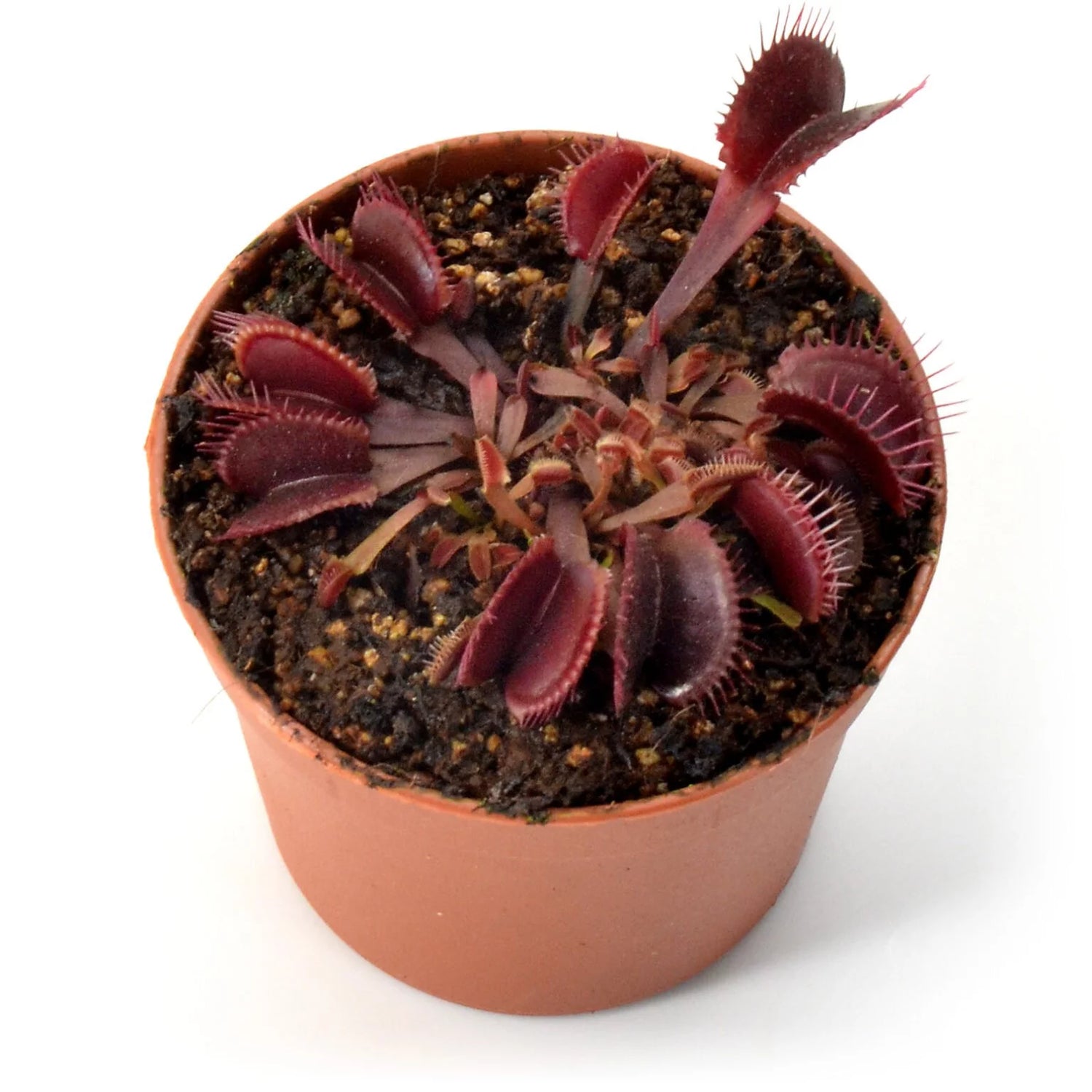 Dionaea m. “Red Fused Petiole” Potted