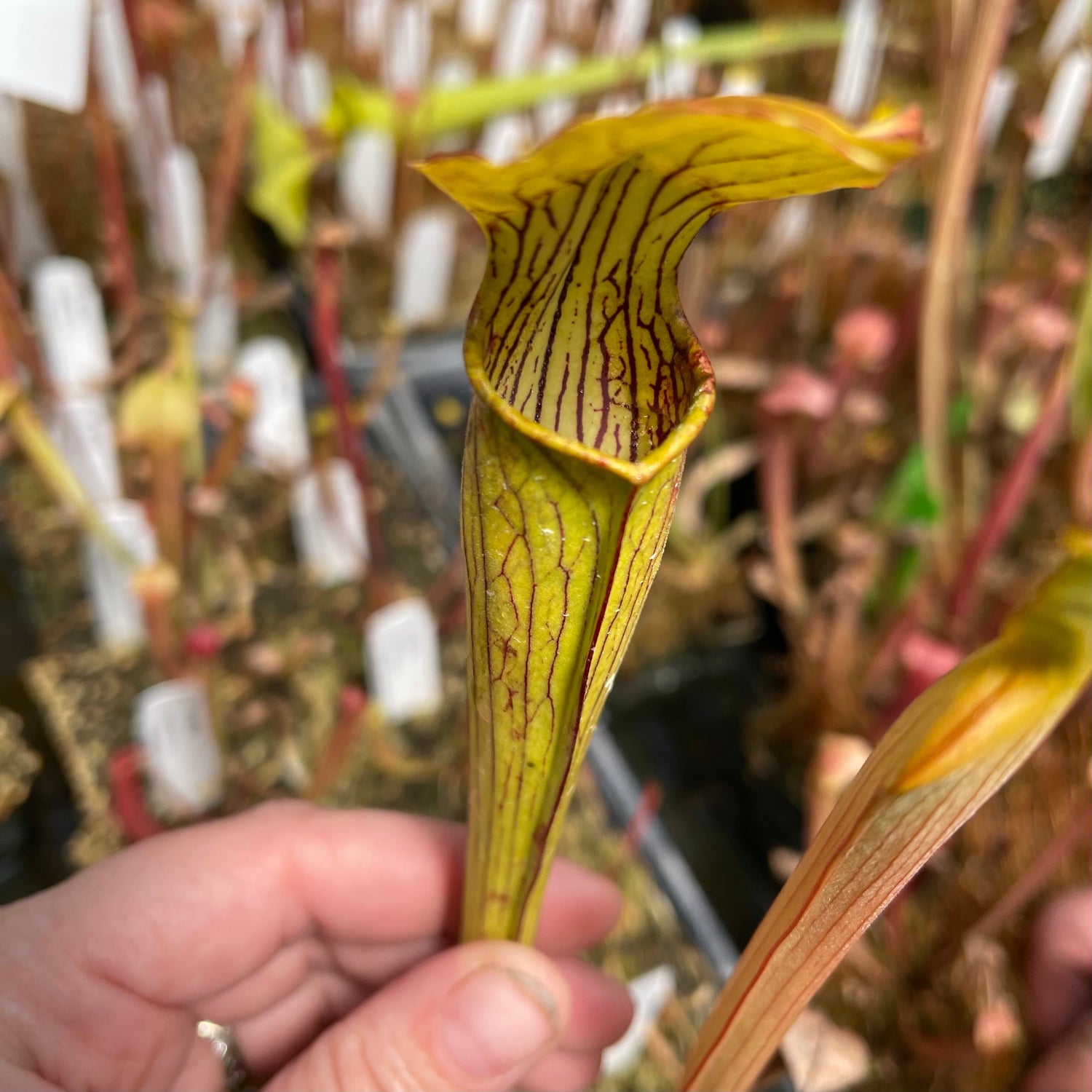 Sarracenia alata Potted