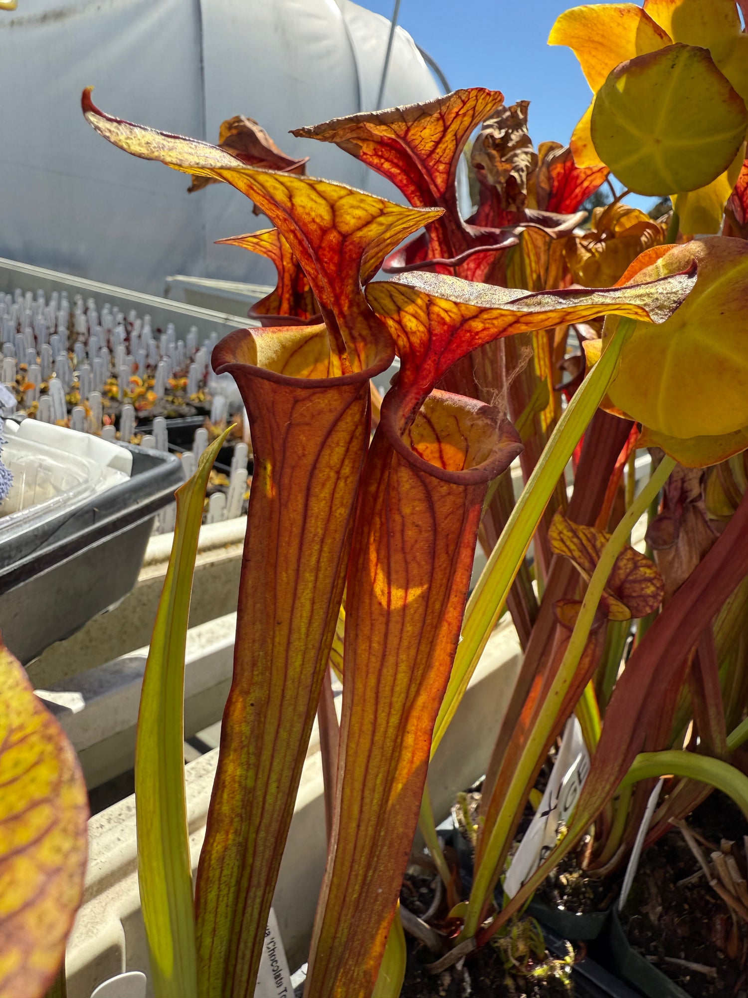 Sarracenia flava ‘Chocolate Top’ x flava ‘Don’s Red Tube’ DG Potted