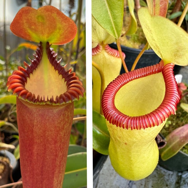 Nepenthes ventricosa “Black” x edwardsiana CalCarn Seed-Grown Potted