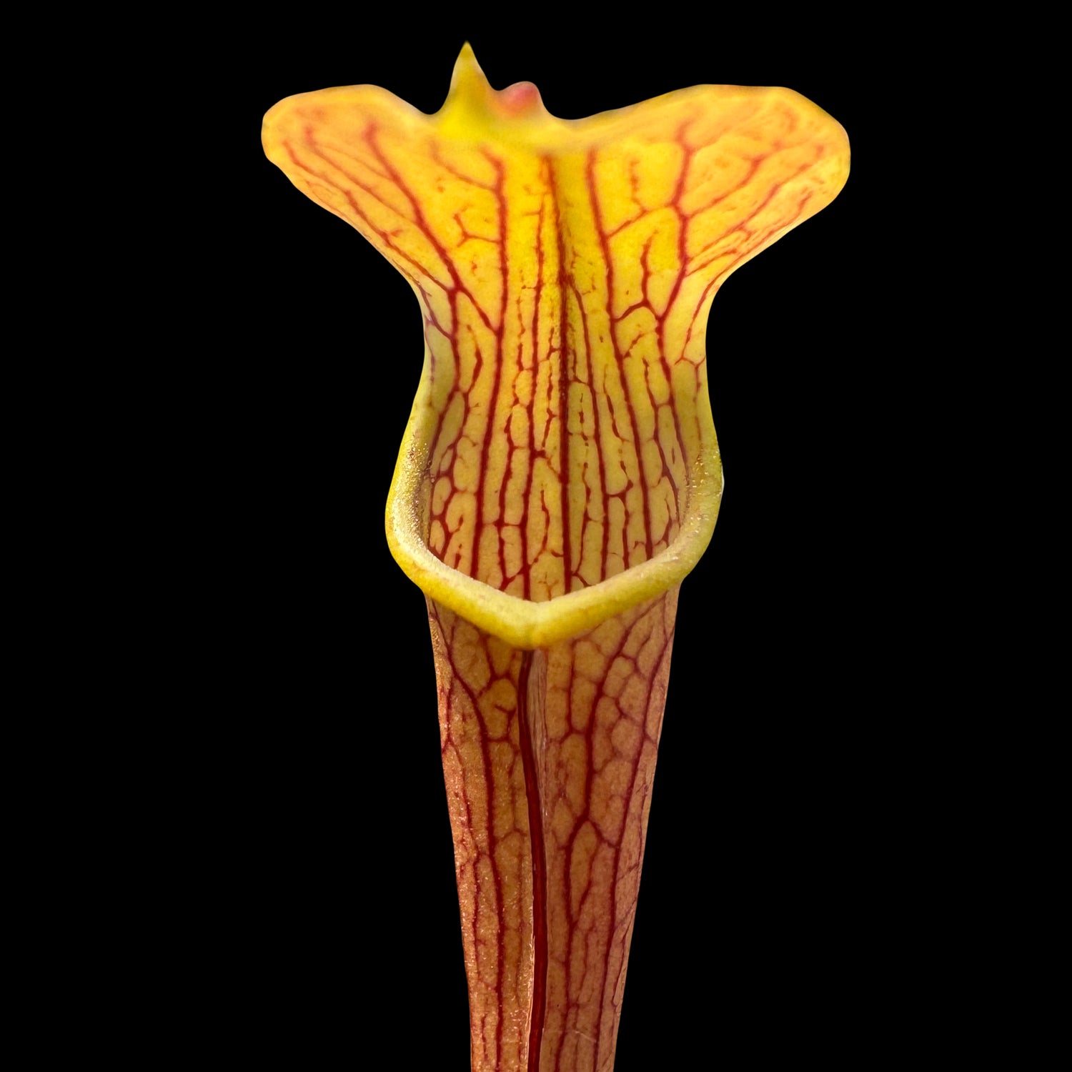 Sarracenia rubra ssp. rubra Potted