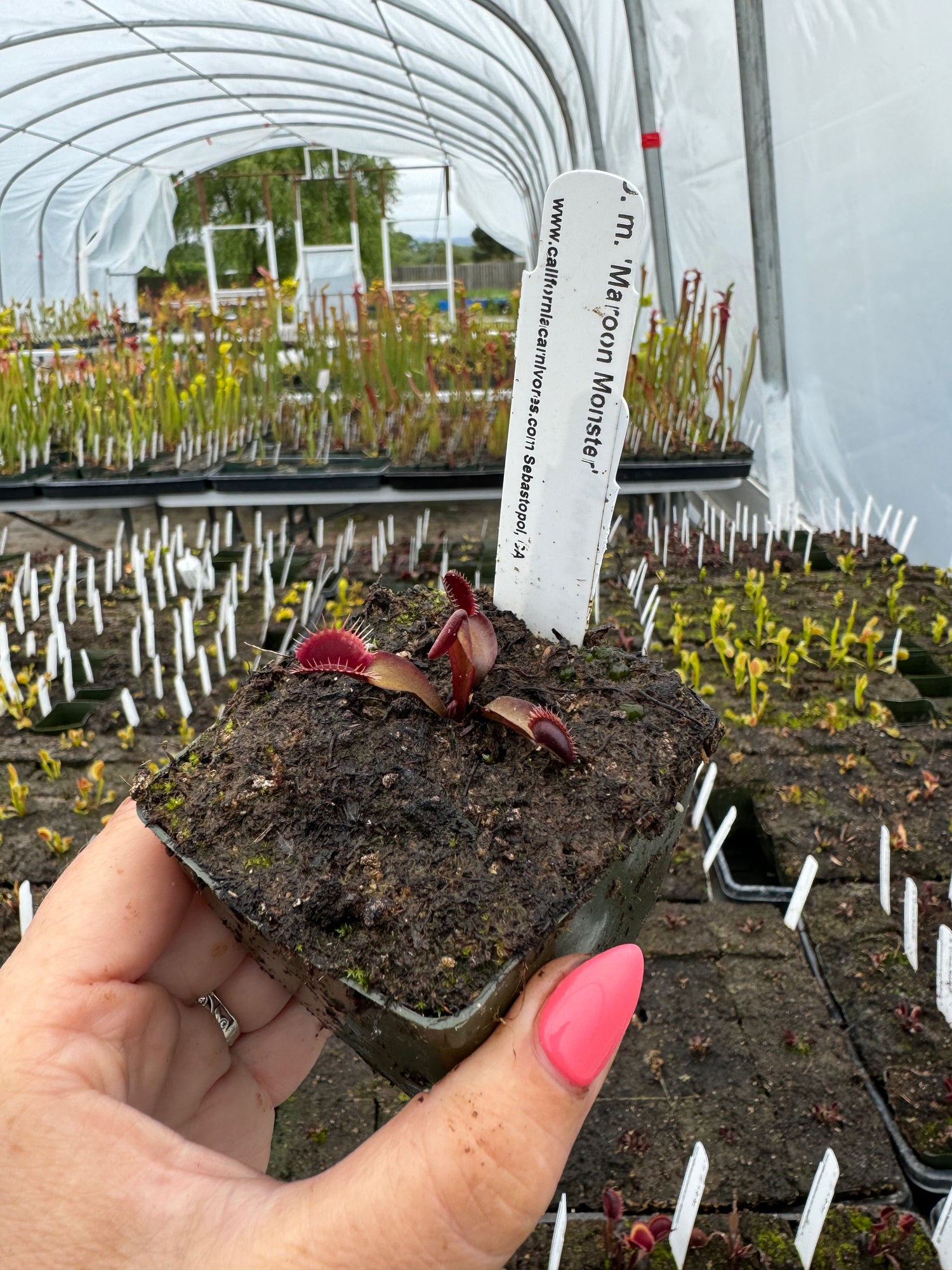 Dionaea m. 'FTS Maroon Monster' Potted