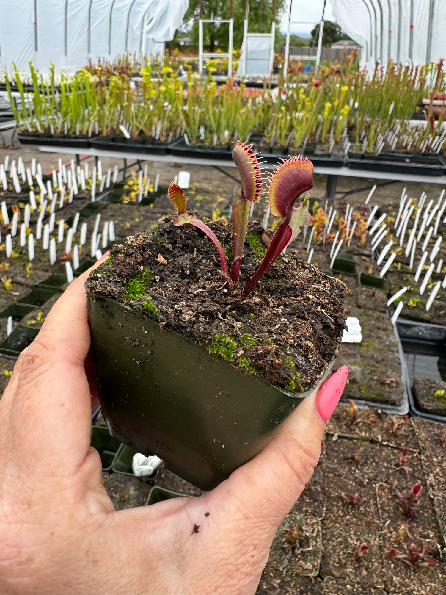 Dionaea m. “Red/Burgundy” Potted