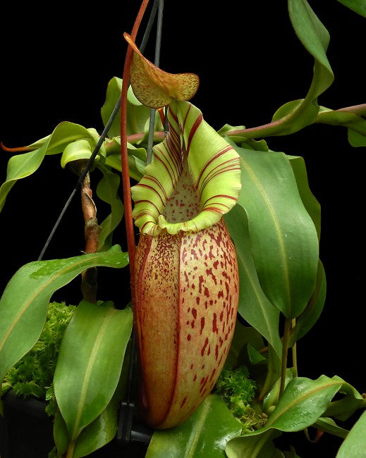 Nepenthes spectabilis x veitchii Potted