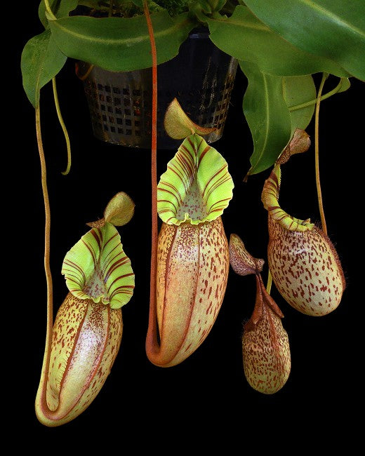 Nepenthes spectabilis x veitchii Potted