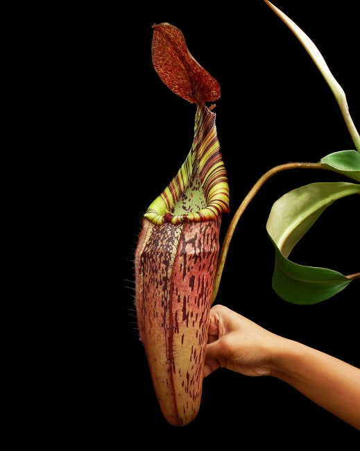 Nepenthes spectabilis x veitchii Potted