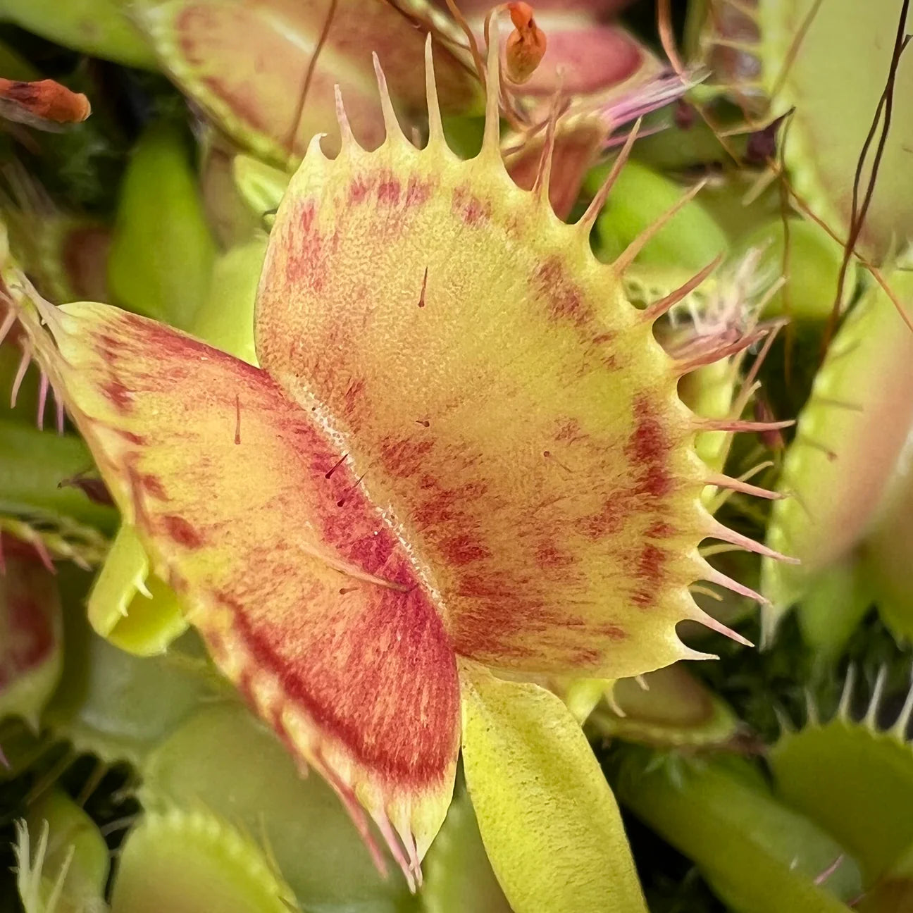 Dionaea m. ‘Spotty’ JH Potted