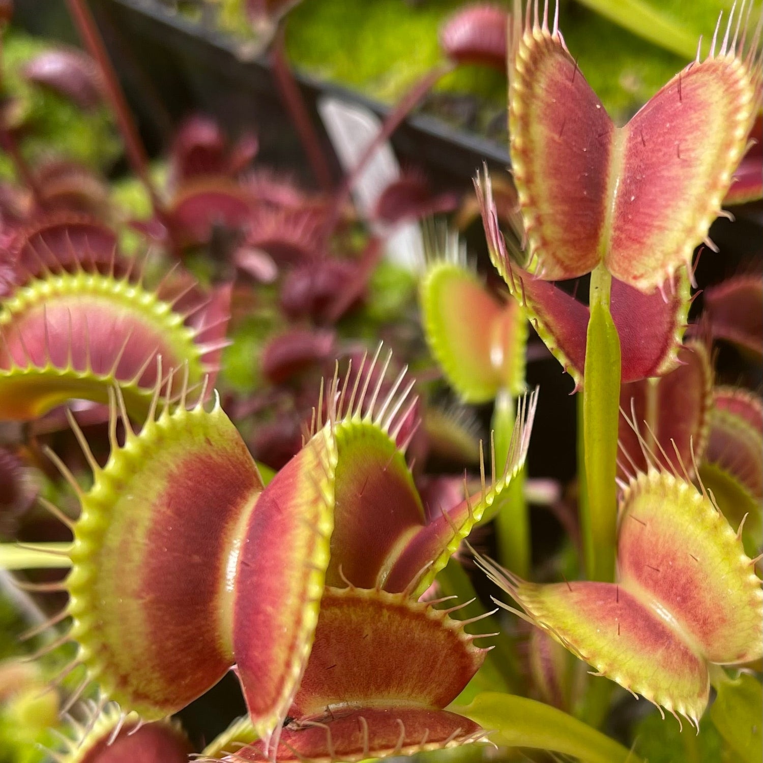 Dionaea m. ‘Switzerland Giant’ Potted