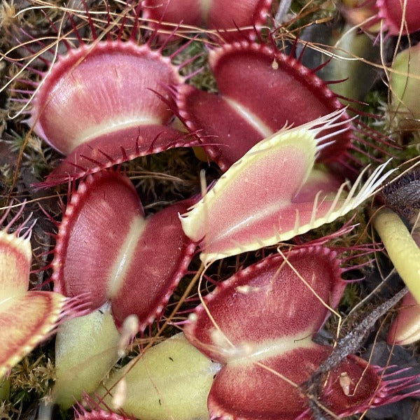 Dionaea m. 'Paradisa' Potted