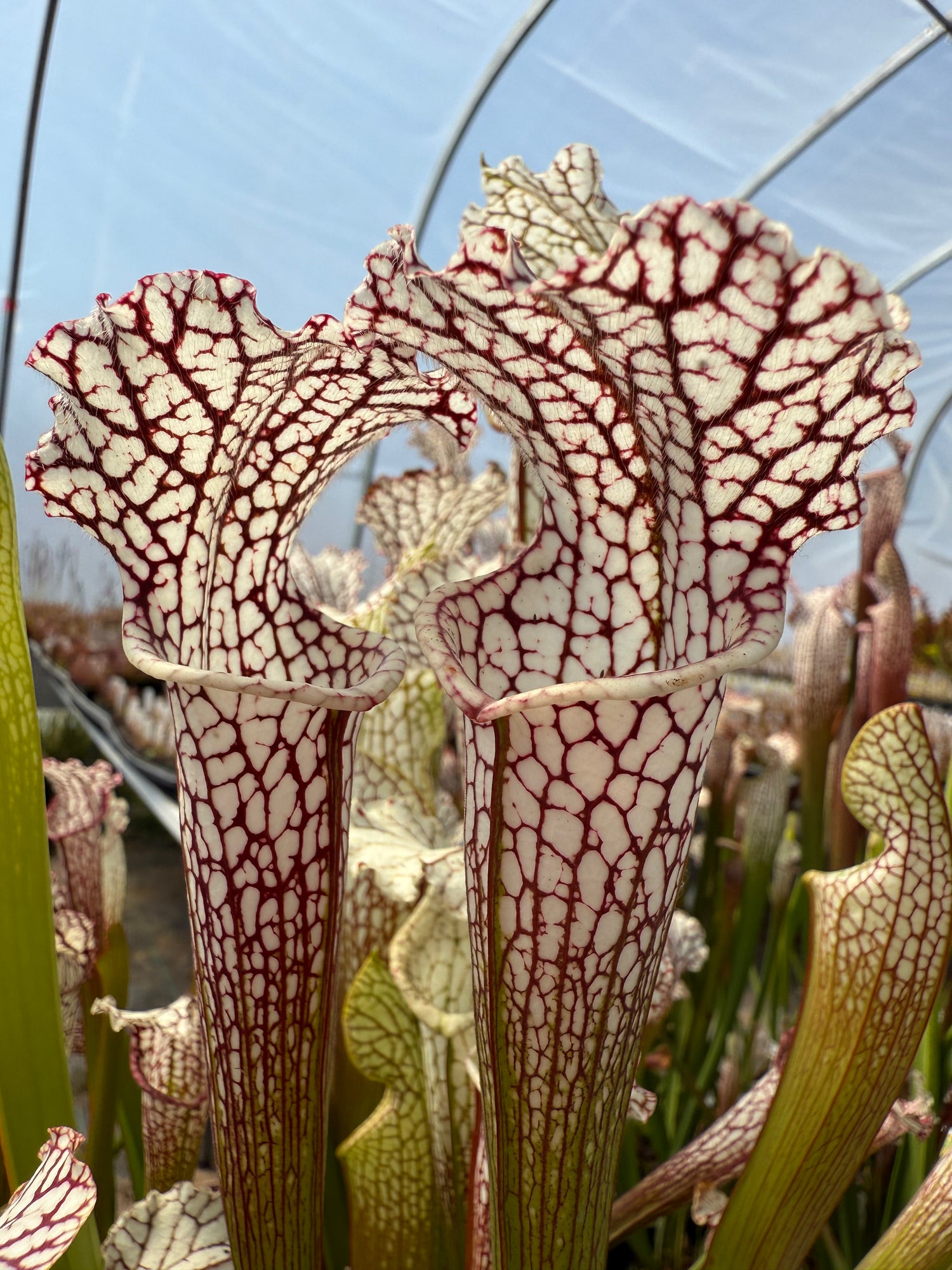 Sarracenia leucophylla "Washington, Co AL" Potted