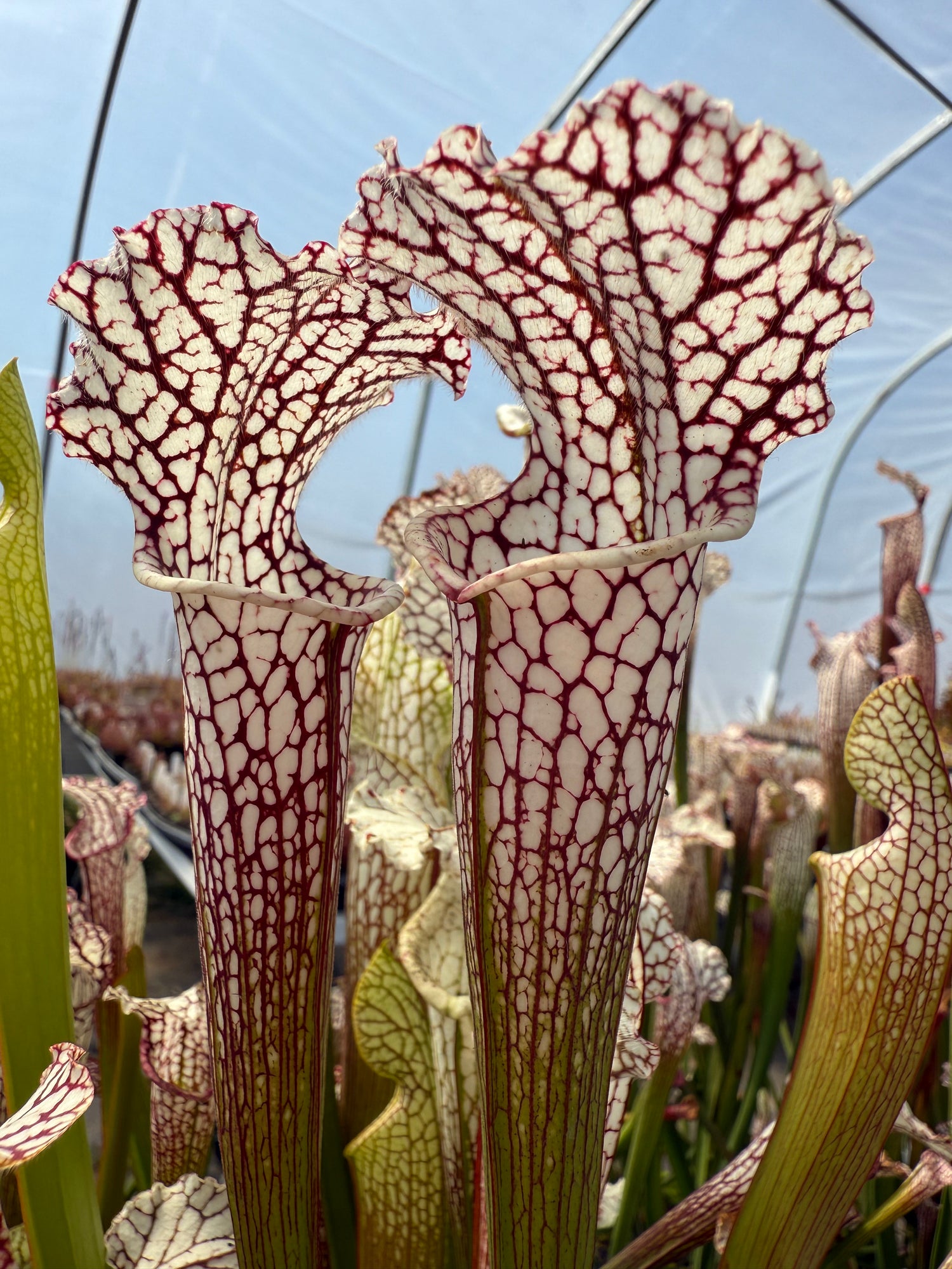 Sarracenia leucophylla "Washington, Co AL" Potted