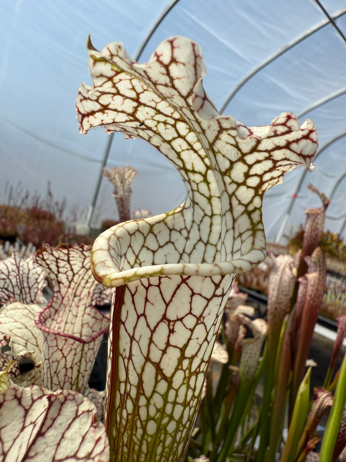 Sarracenia leucophylla "Washington, Co AL" Potted