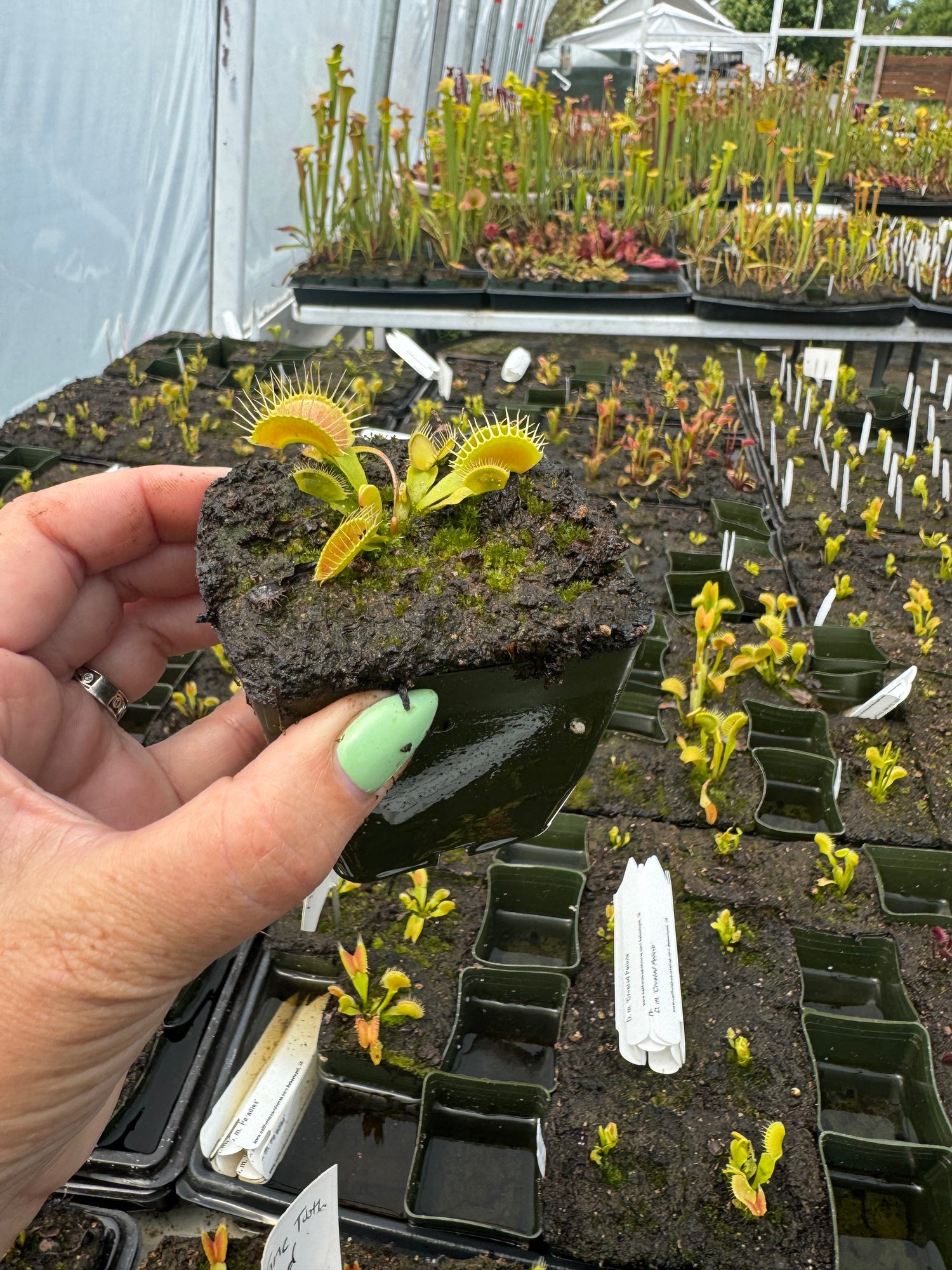 Dionaea m. 'Paradisa' Potted