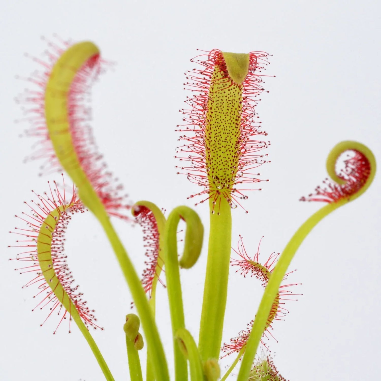 Drosera x ‘Intruder’ Potted