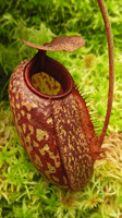 Nepenthes peltata x aristolochioides Potted