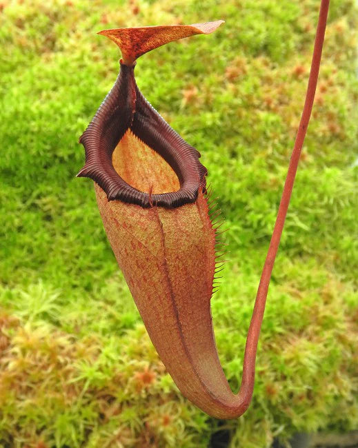 Nepenthes rajah x flava Potted