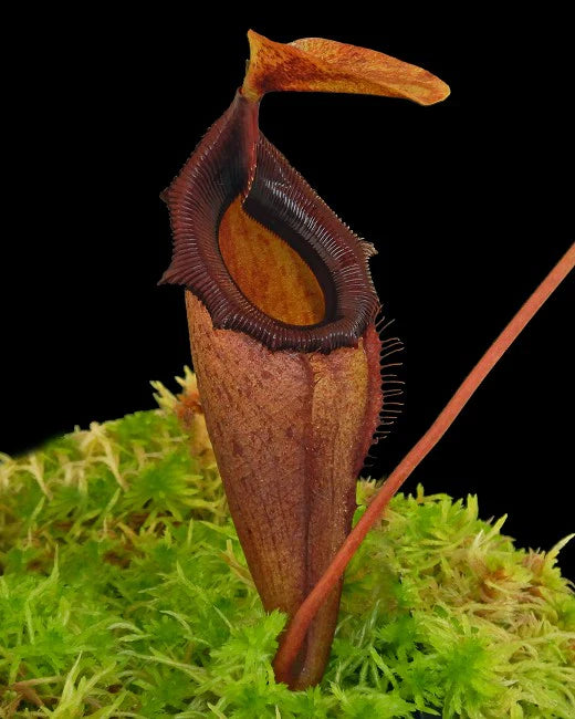 Nepenthes rajah x flava Potted