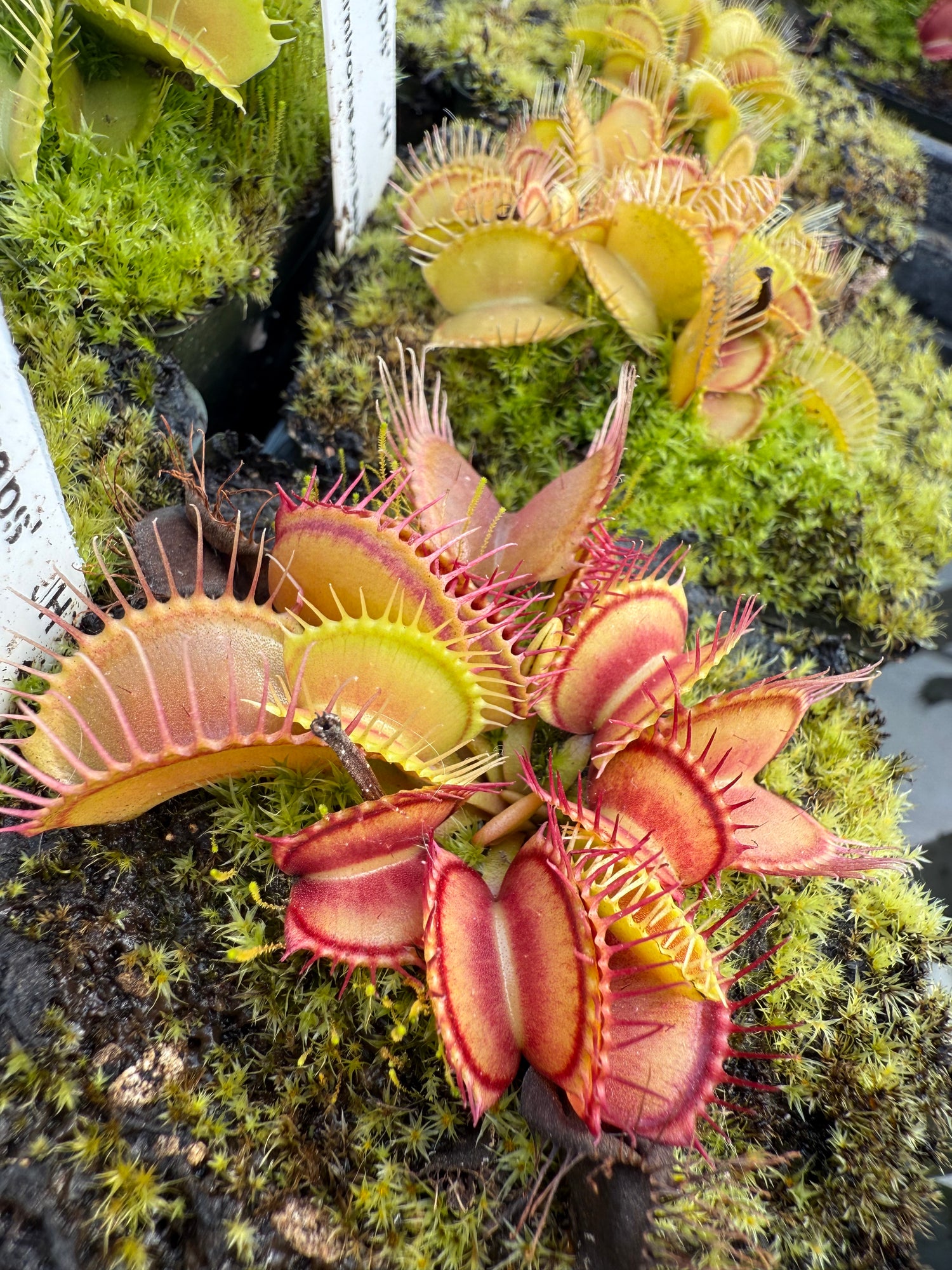 Dionaea m. 'Triffid Traps' JH Potted