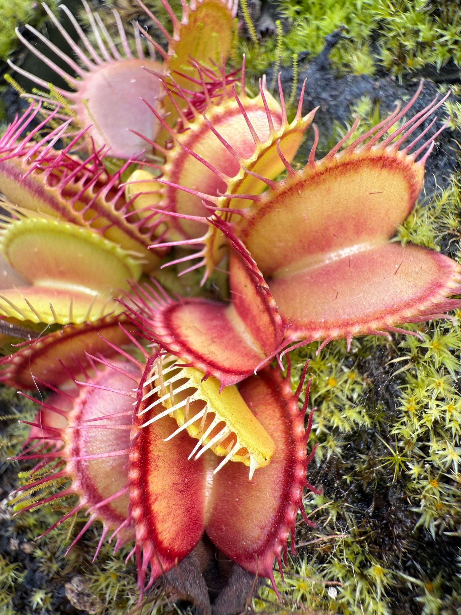 Dionaea m. 'Triffid Traps' JH Potted