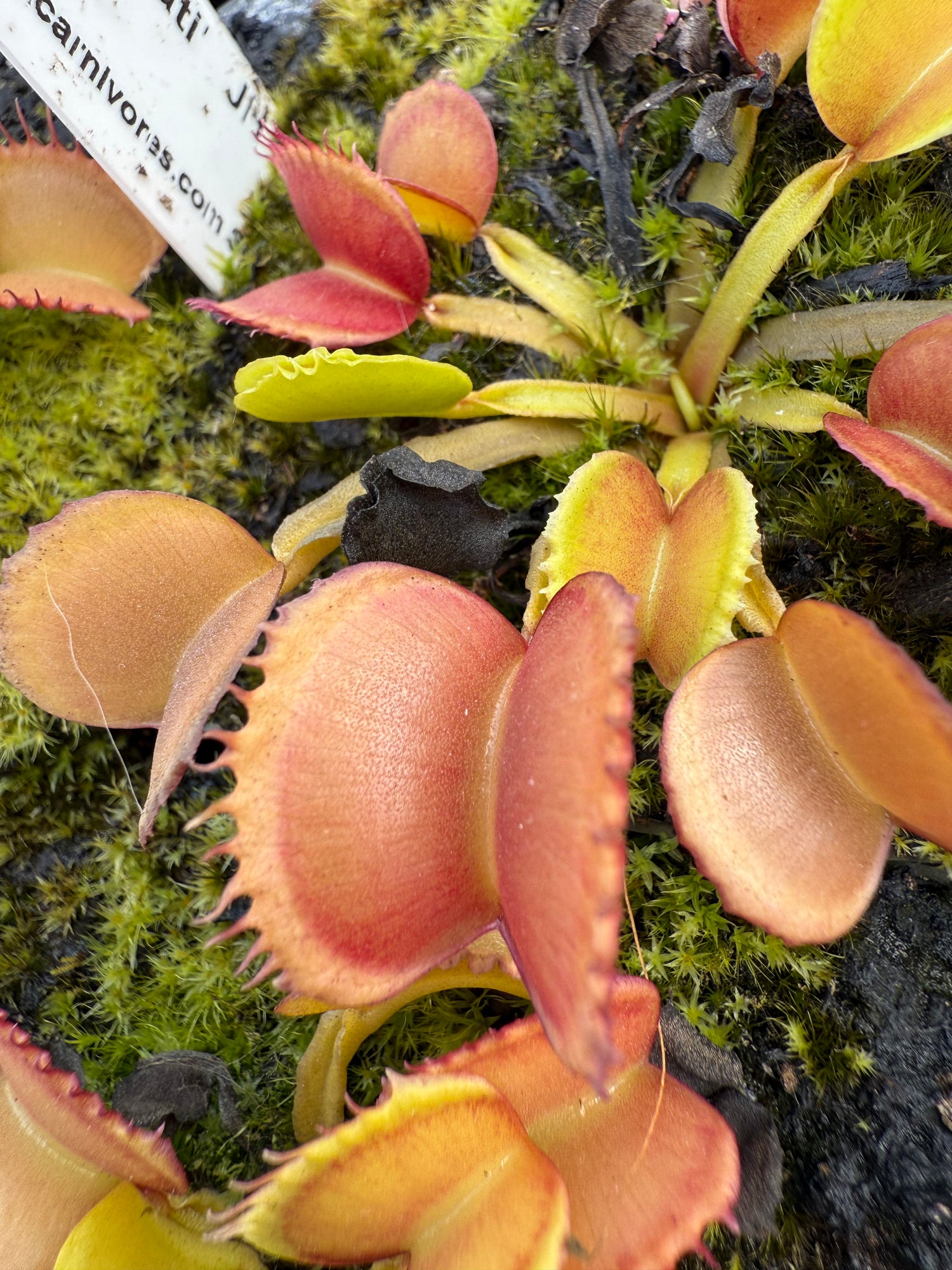 Dionaea m. “GJ Basmati” JH Potted