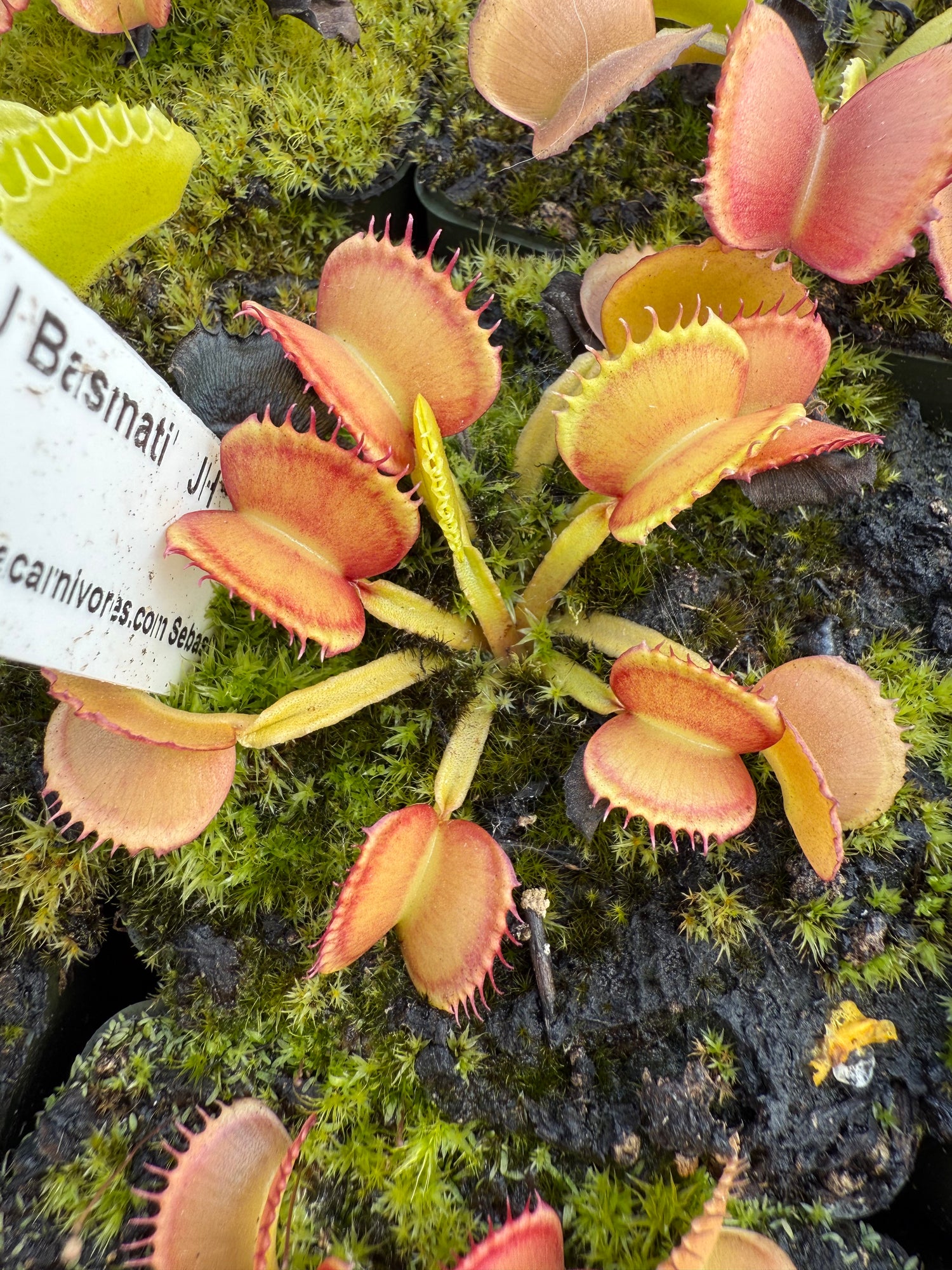 Dionaea m. “GJ Basmati” JH Potted